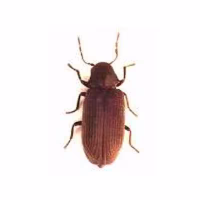 caria-de-lemn1.jpg