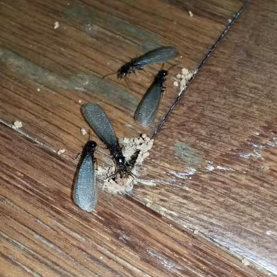 termite-control.jpg