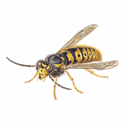visepea comuna.png
