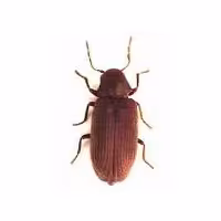 caria-de-lemn1.jpg
