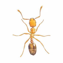 furnica-faraon.png