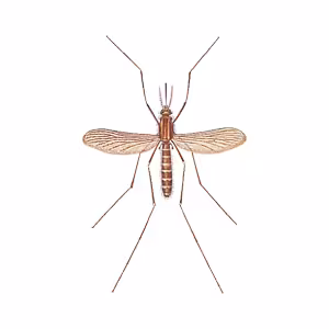 tantar.png