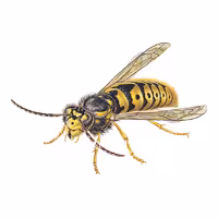visepea comuna.png